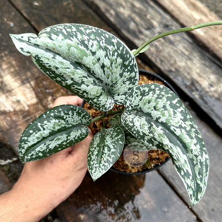 Scindapsus Tricolor Silver Platinum Mutation - Best Selected - Scindapsus Borneo