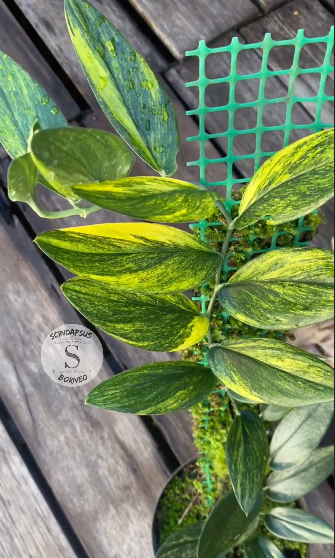 Scindapsus Trubi Gold - Scindapsus Borneo