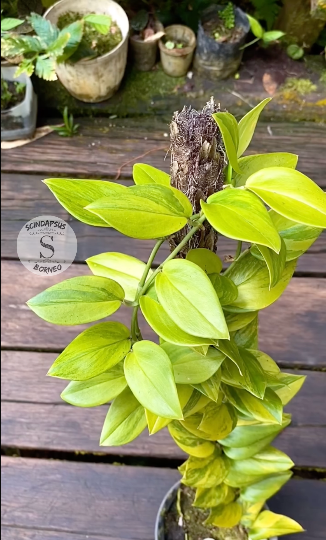 Scindapsus Trubi Lemon - Scindapsus Borneo