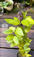 Scindapsus Trubi Lemon - Scindapsus Borneo