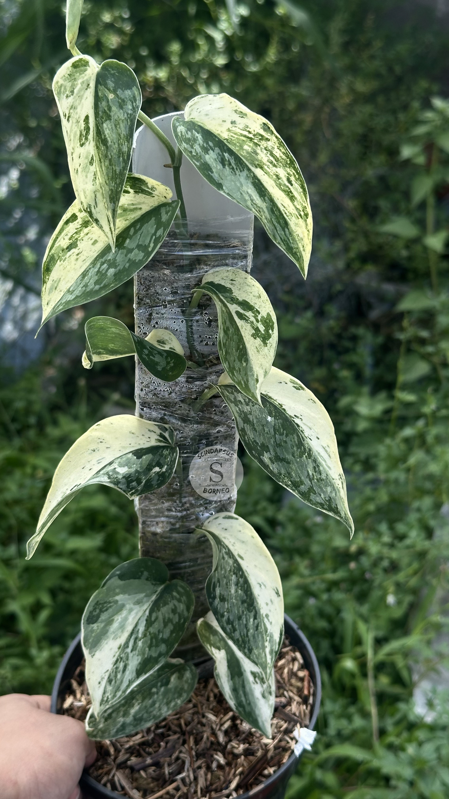 Scindapsus White Diamond Choice 1 - Best Selected