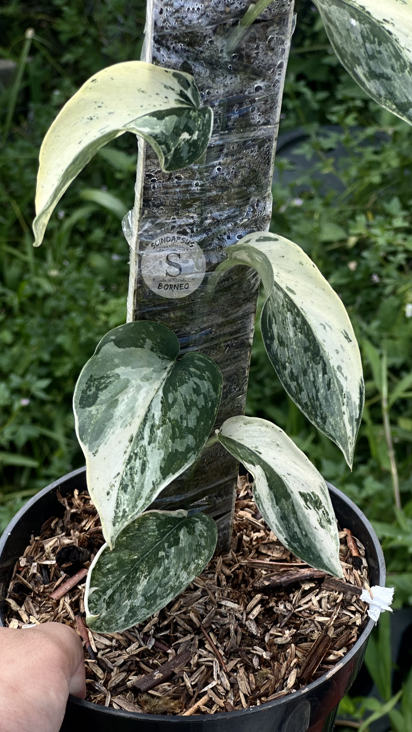 Scindapsus White Diamond Choice 1 - Best Selected