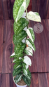 Scindapsus White Diamond - Best Selected - Scindapsus Borneo