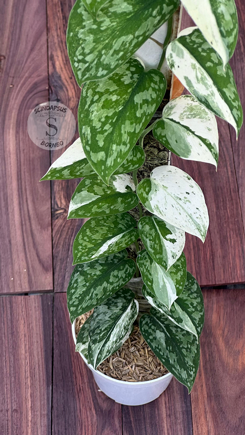 Scindapsus White Diamond - Best Selected - Scindapsus Borneo