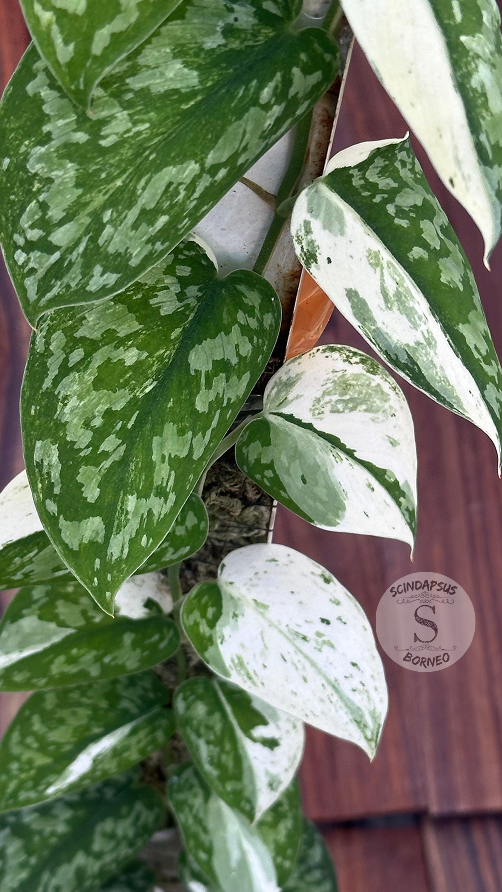 Scindapsus White Diamond - Best Selected - Scindapsus Borneo