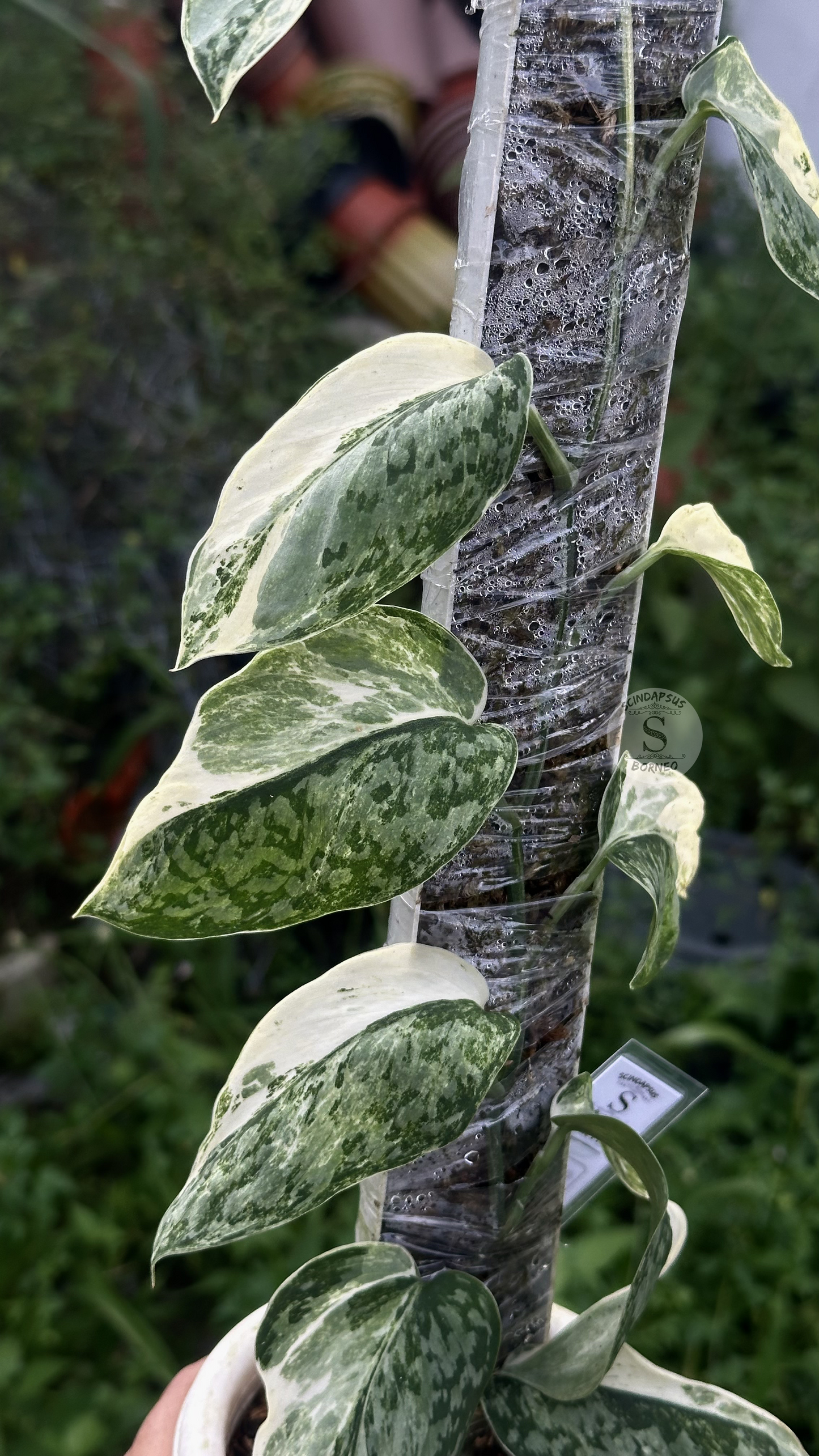 Scindapsus White Diamond Choice 2 - Best Selected