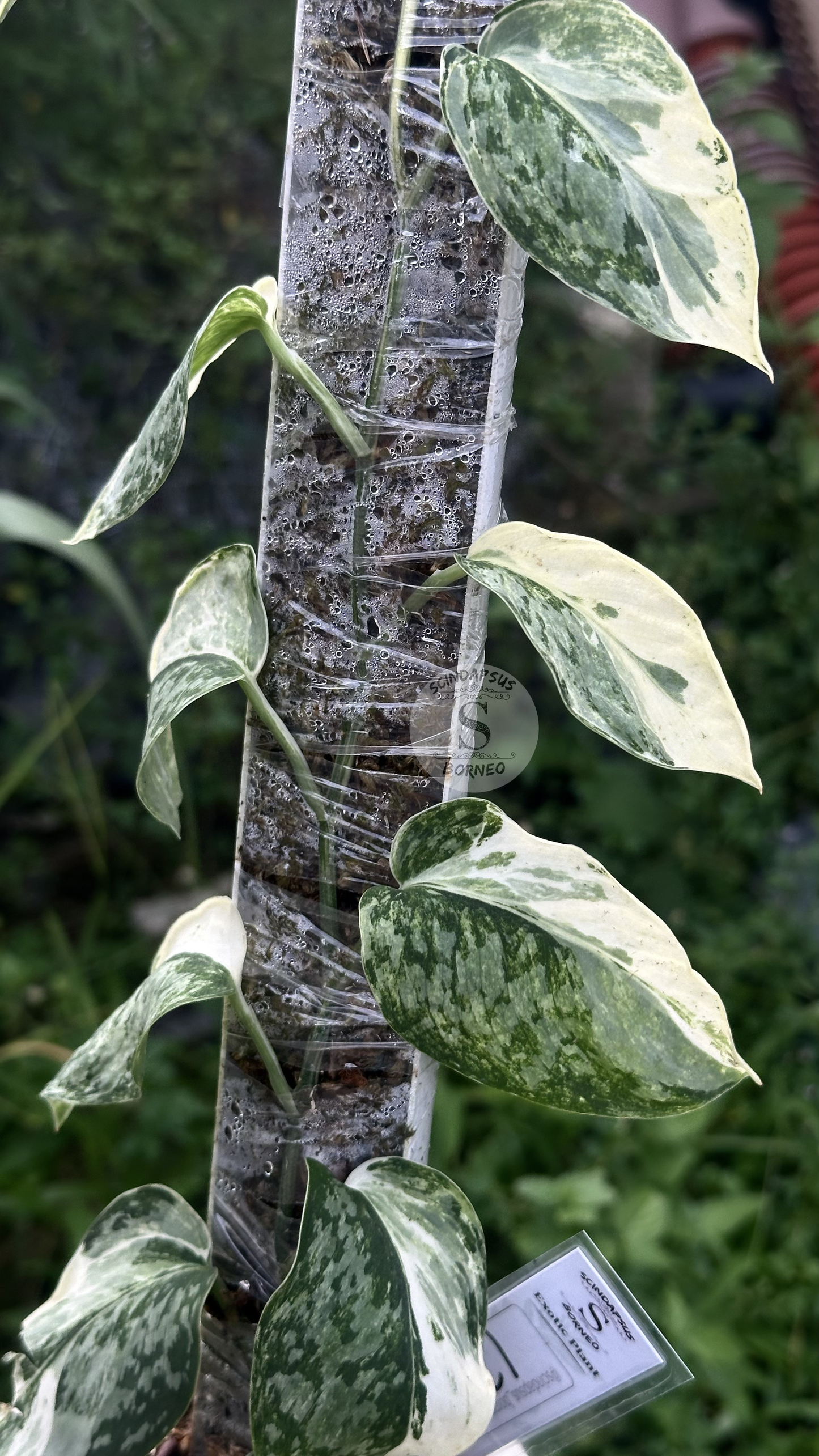 Scindapsus White Diamond Choice 2 - Best Selected