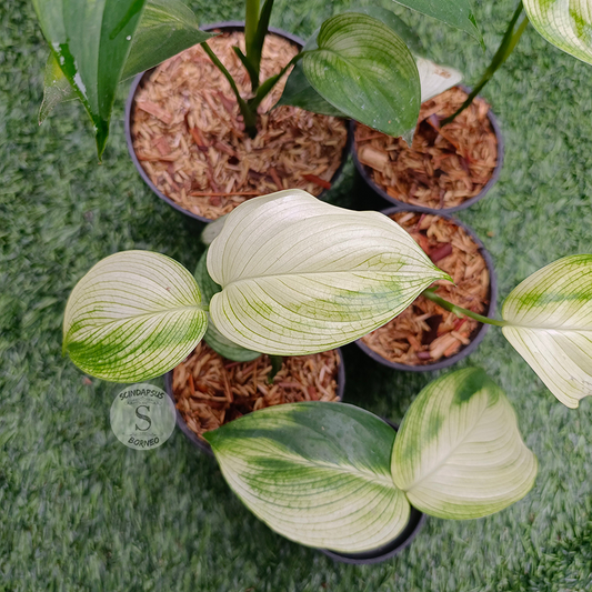 Scindapsus white monster