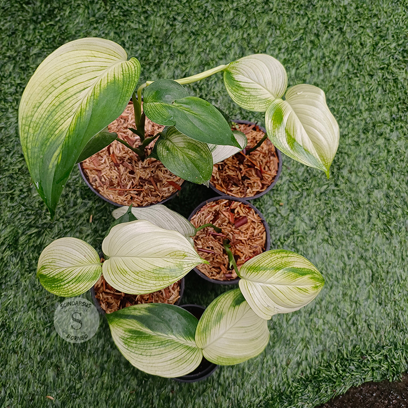 Scindapsus white monster