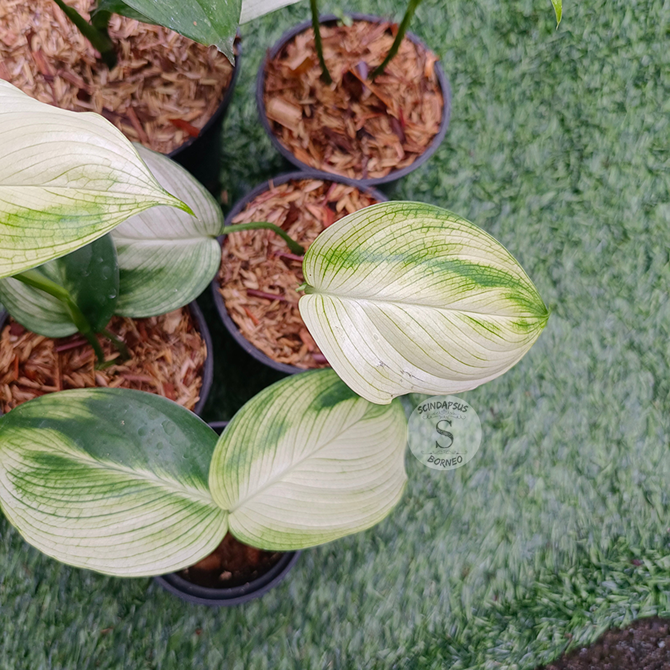 Scindapsus white monster