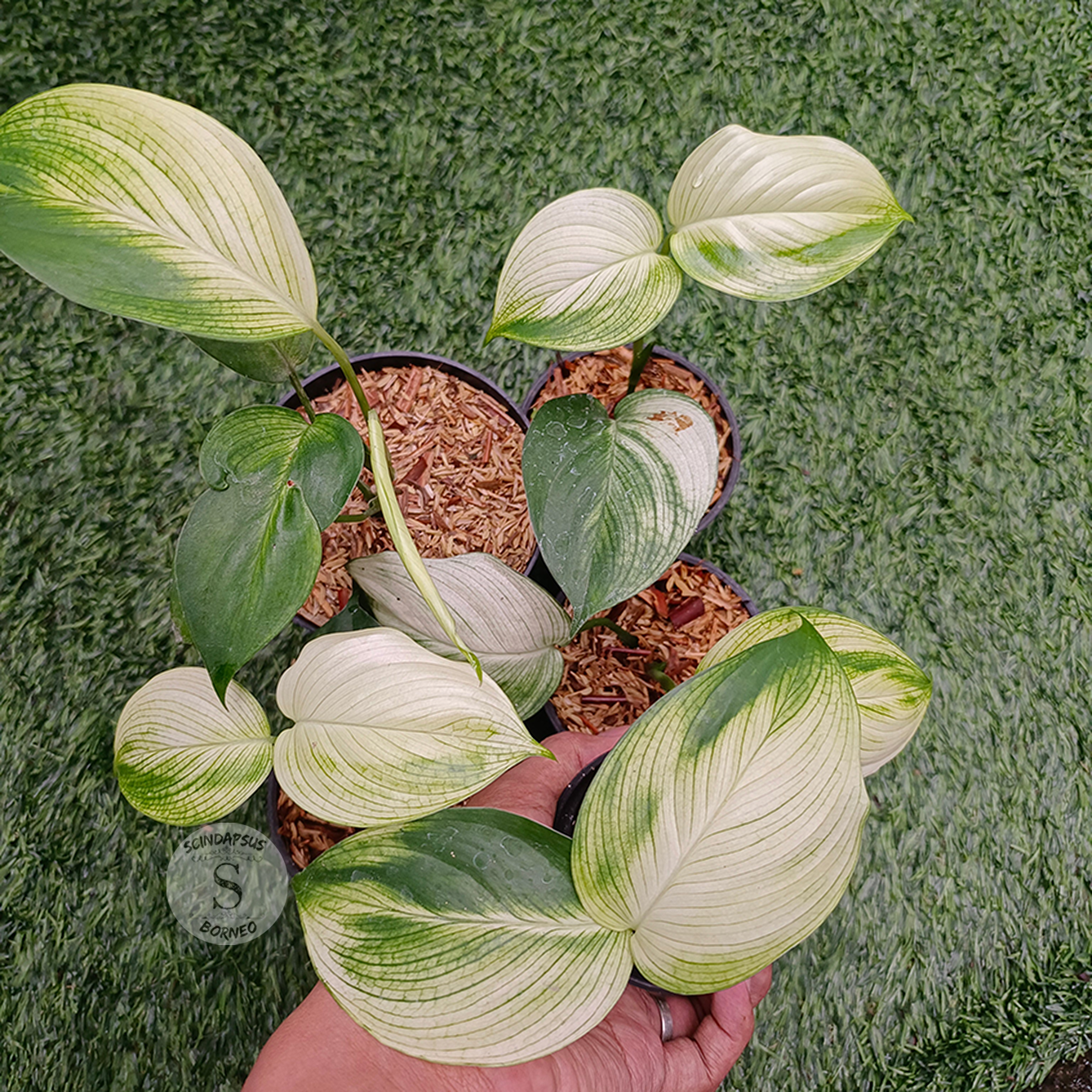 Scindapsus white monster