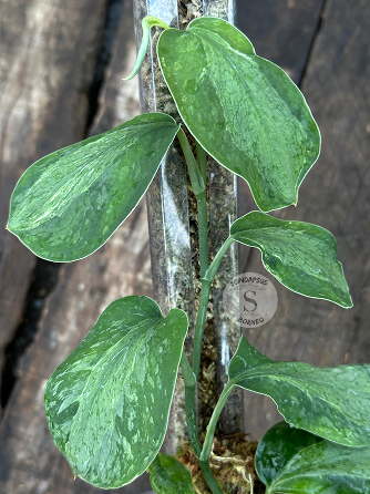 Scindapsus Yusan - Scindapsus Borneo