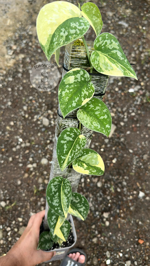 Scindapsus Zeon - Best Selected
