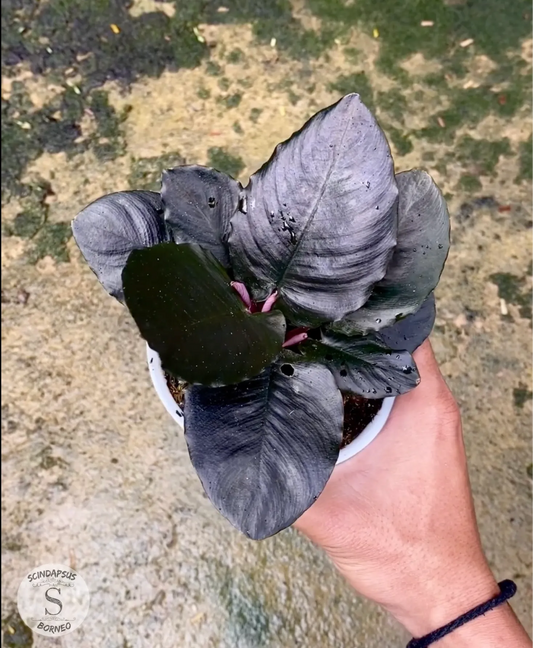Schismatoglottis Black Metalic