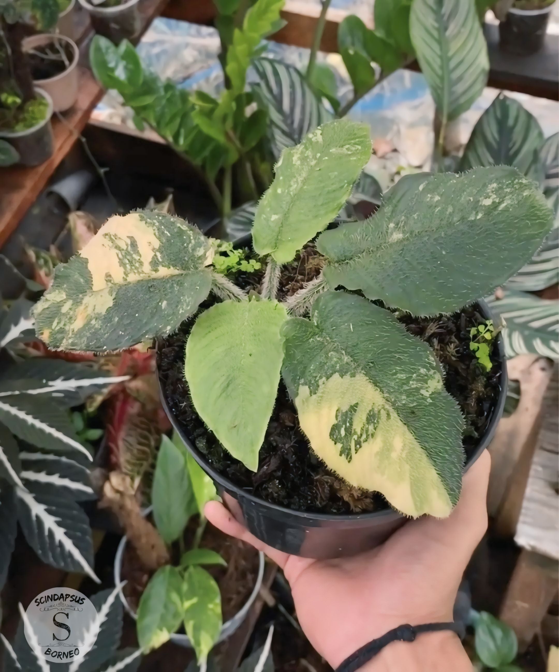 Schismatoglottis Cilitata Orange - Scindapsus Borneo