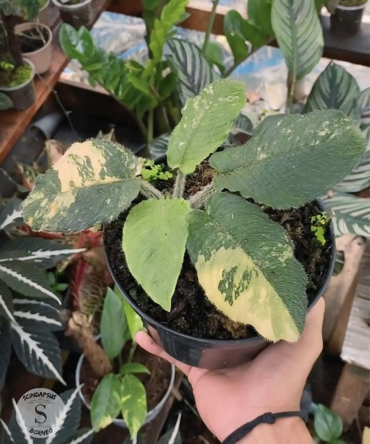 Schismatoglottis Cilitata Orange