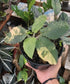 Schismatoglottis Cilitata Orange - Scindapsus Borneo