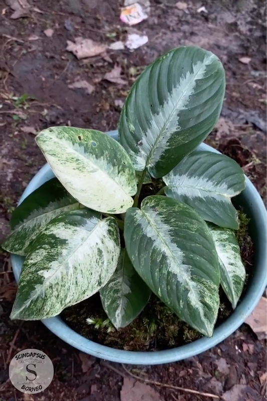 Schismatoglottis White Marbell