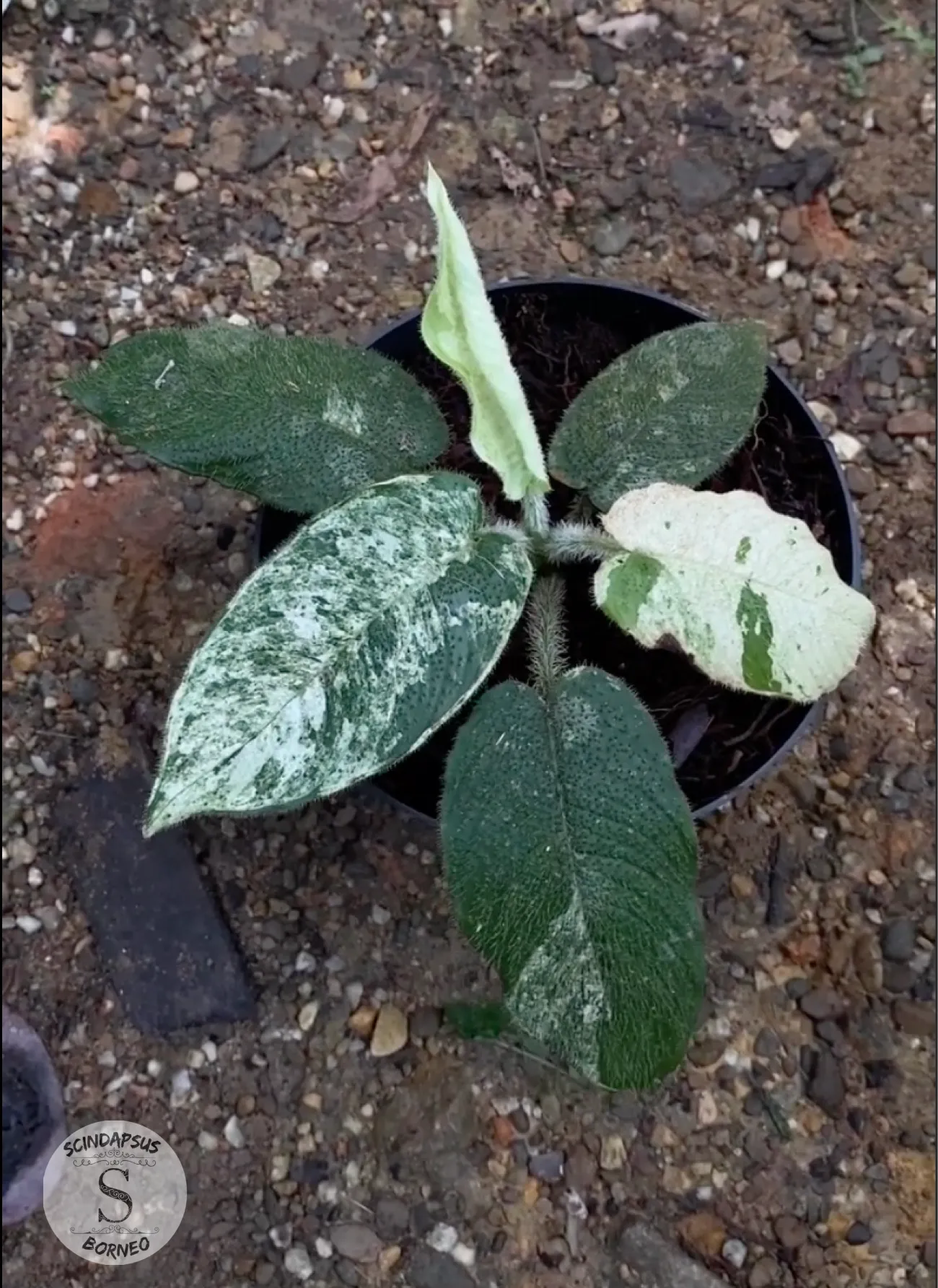 Schismatoglottis Cilitata Varigata Hairy - Scindapsus Borneo