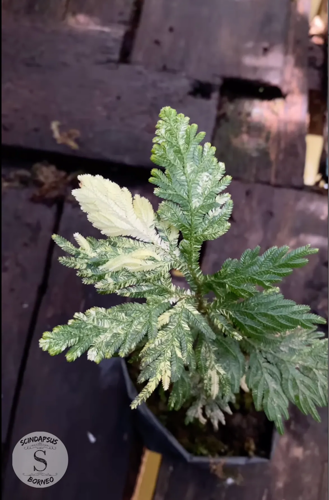 Selaginella White Varigata - Scindapsus Borneo