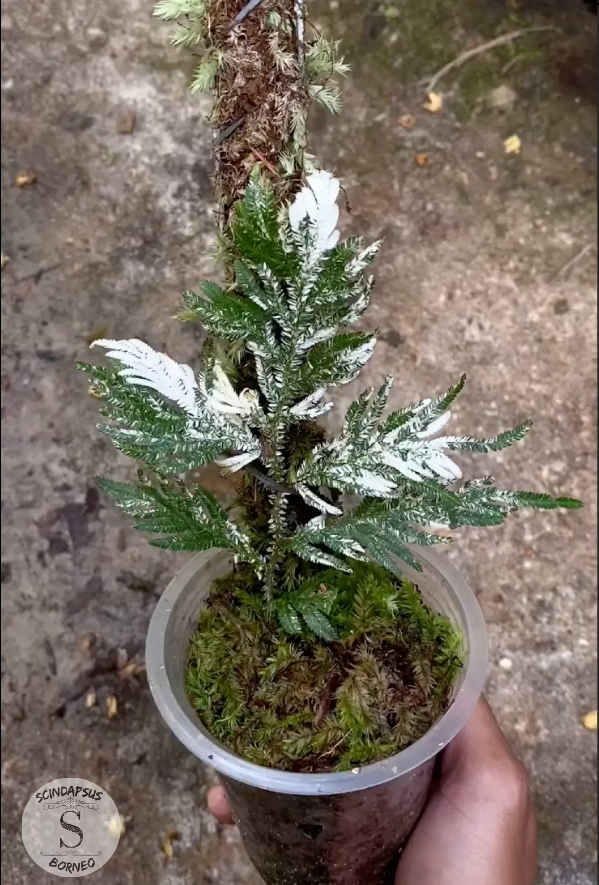 Selaginella White Varigata - Scindapsus Borneo