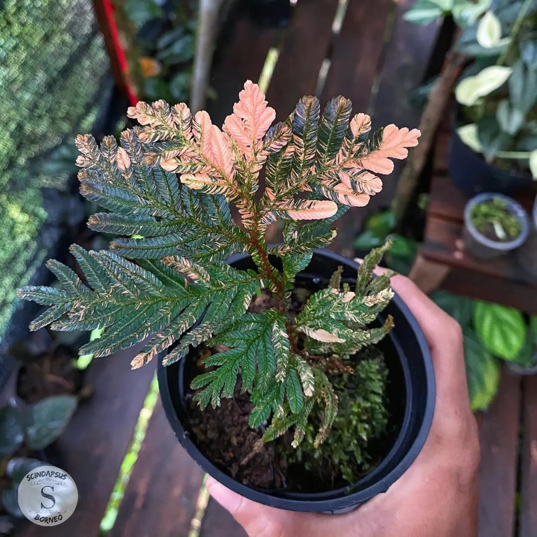 Selaginella Pink Varigata - Scindapsus Borneo