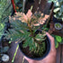 Selaginella Pink Varigata - Scindapsus Borneo