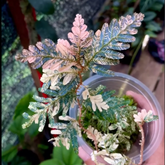 Selaginella Pink Varigata - Scindapsus Borneo