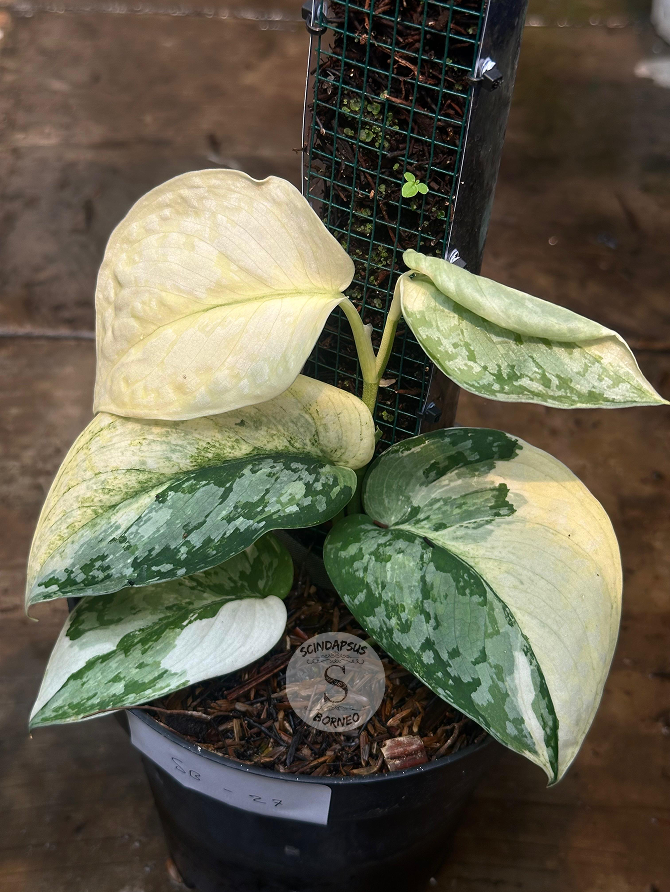 Scindapsus Siak Albo - Best Selected