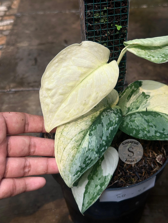 Scindapsus Siak Albo - Best Selected