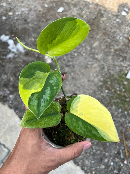 Scindapsus Silver Knight Aurea - Best Selected