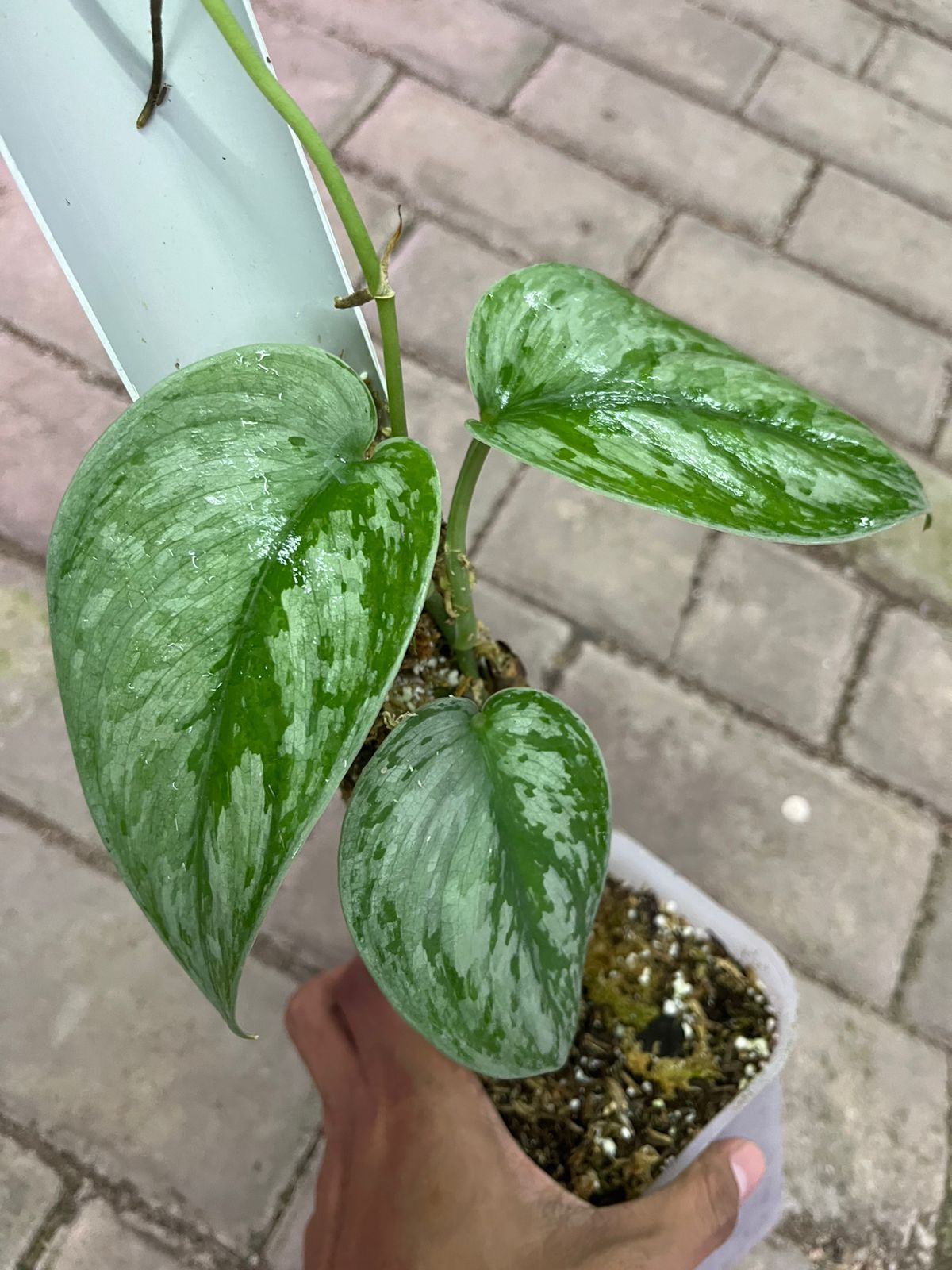 Scindapsus Silver swan