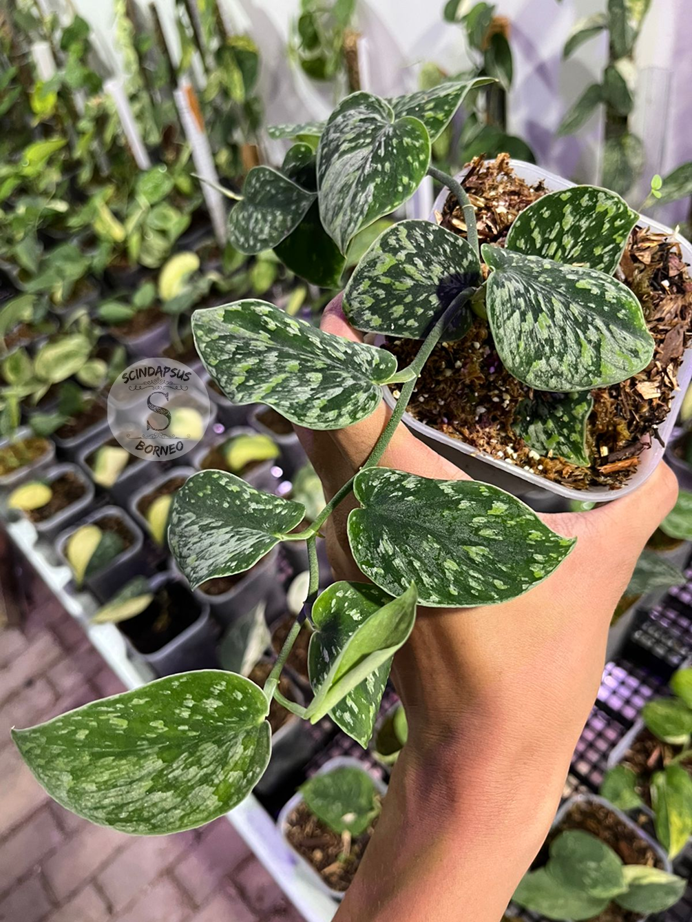 Snow Flake Mutation - Best Selected - Scindapsus Borneo
