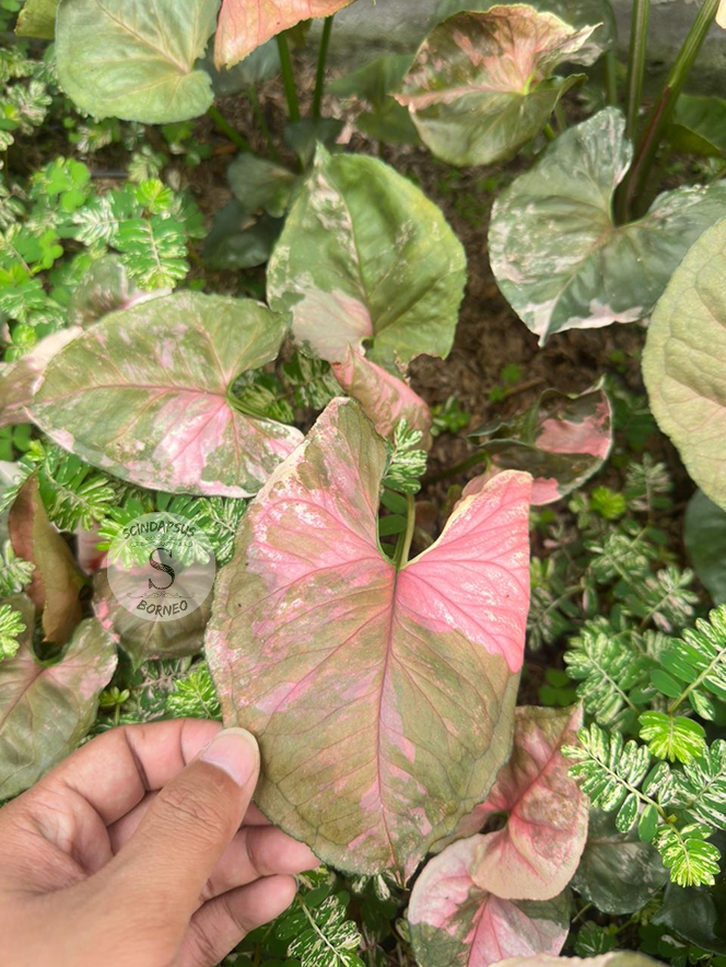 Syngonium Strawberry ICE Galaxy