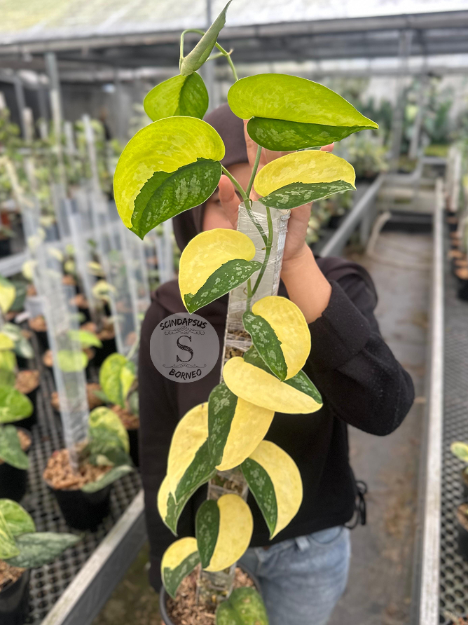 Scindapsus Swarnabhumi - Best Selected