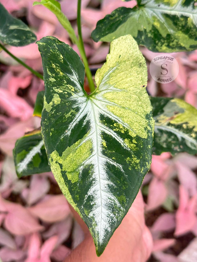 Syngonium Scrambled Egg