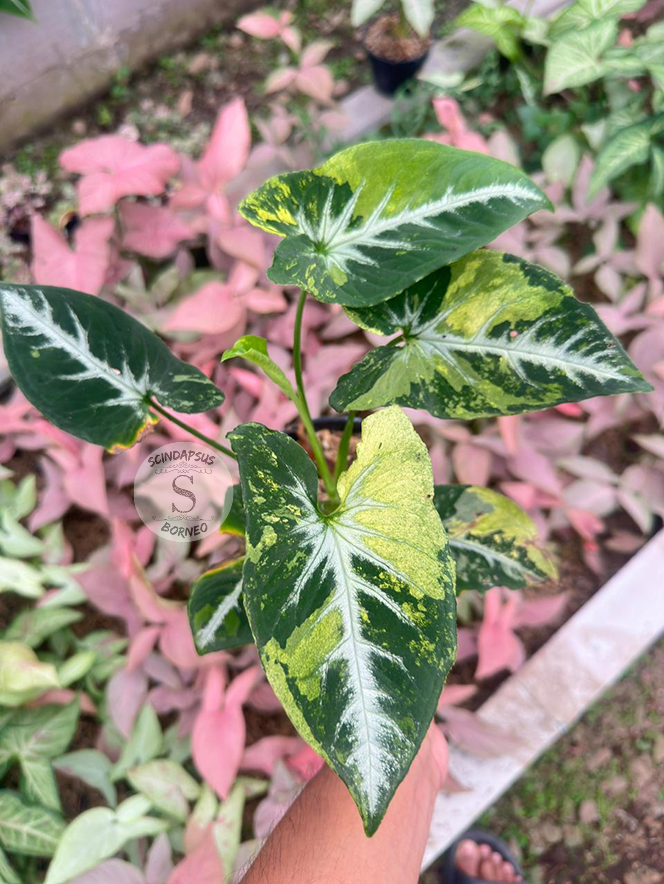 Syngonium Scrambled Egg