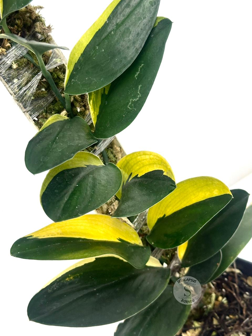 Scindapsus Treubi Dark Form Aurea Var - Best Selected