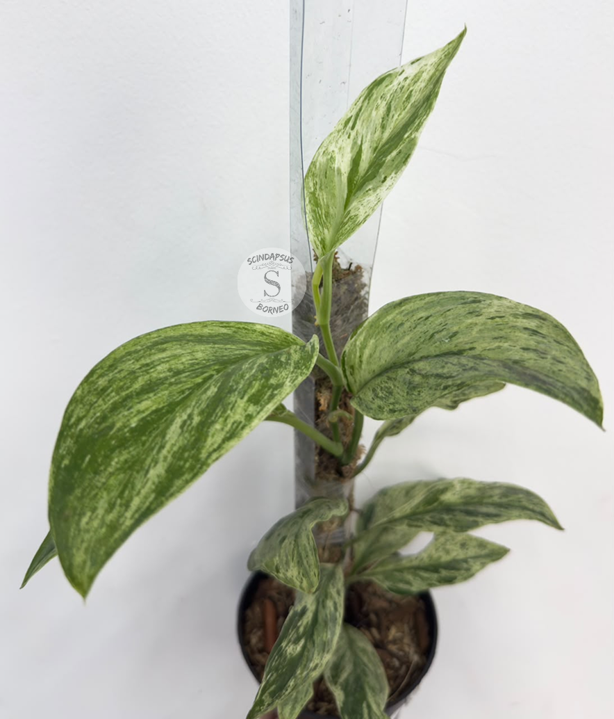Scindapsus Treubi albo round lemon mint - Best Selected