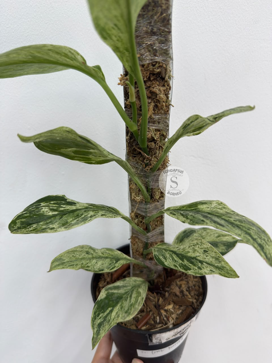 Scindapsus Treubi albo round lemon mint - Best Selected