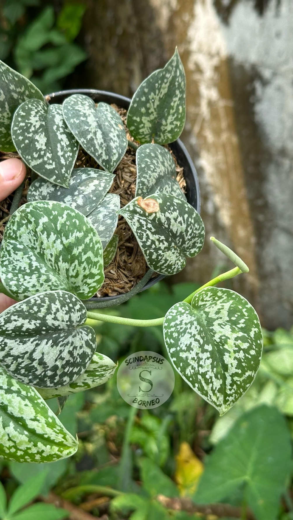 Scindapsus Tricolor Silver Platinum - Best Selected - Scindapsus Borneo