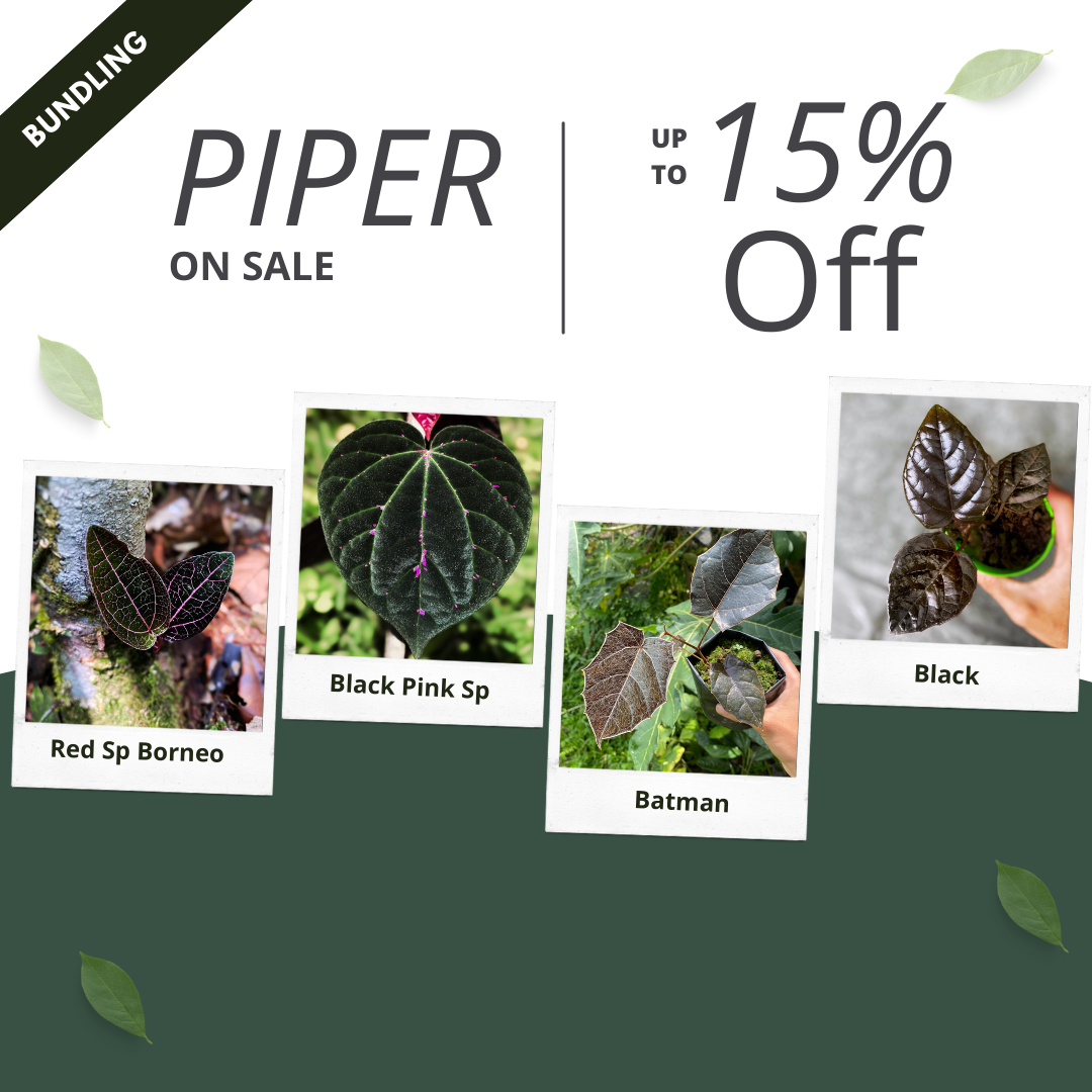 Piper Bundle Package - Scindapsus Borneo
