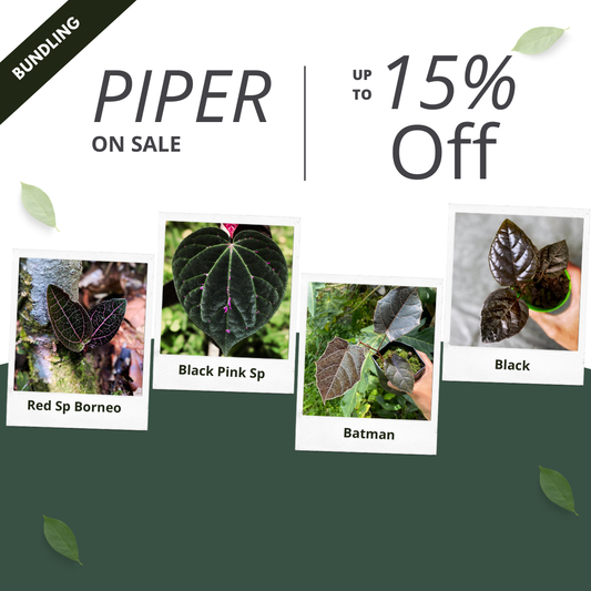 Piper Bundle Package