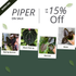 Piper Bundle Package - Scindapsus Borneo