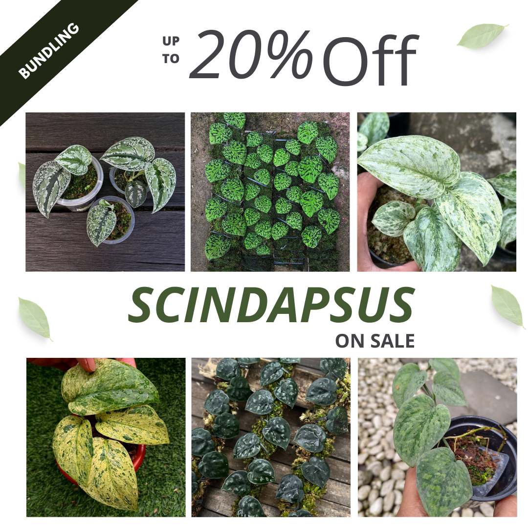 Scindapsus Bundle Package - Scindapsus Borneo