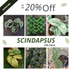 Scindapsus Bundle Package - Scindapsus Borneo