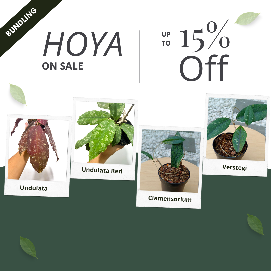Hoya Bundle Package - Scindapsus Borneo