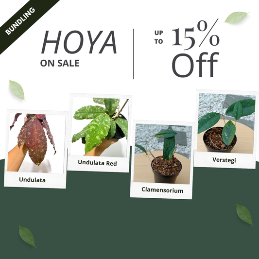 Hoya Bundle Package