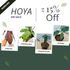 Hoya Bundle Package - Scindapsus Borneo