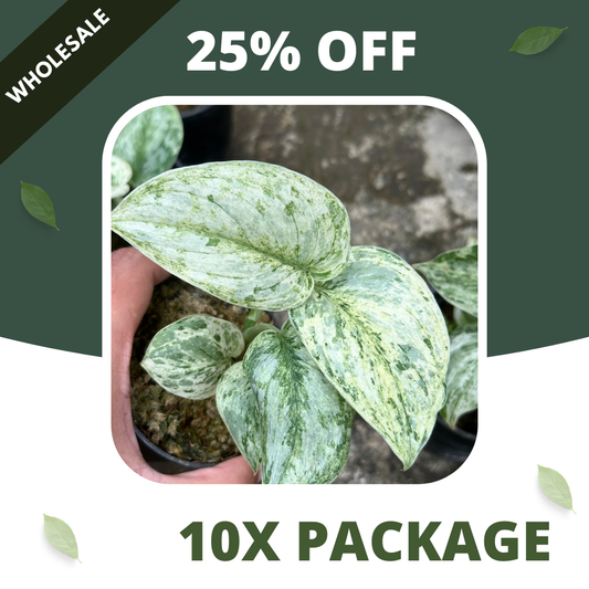 Scindapsus Peasun - Package 10x